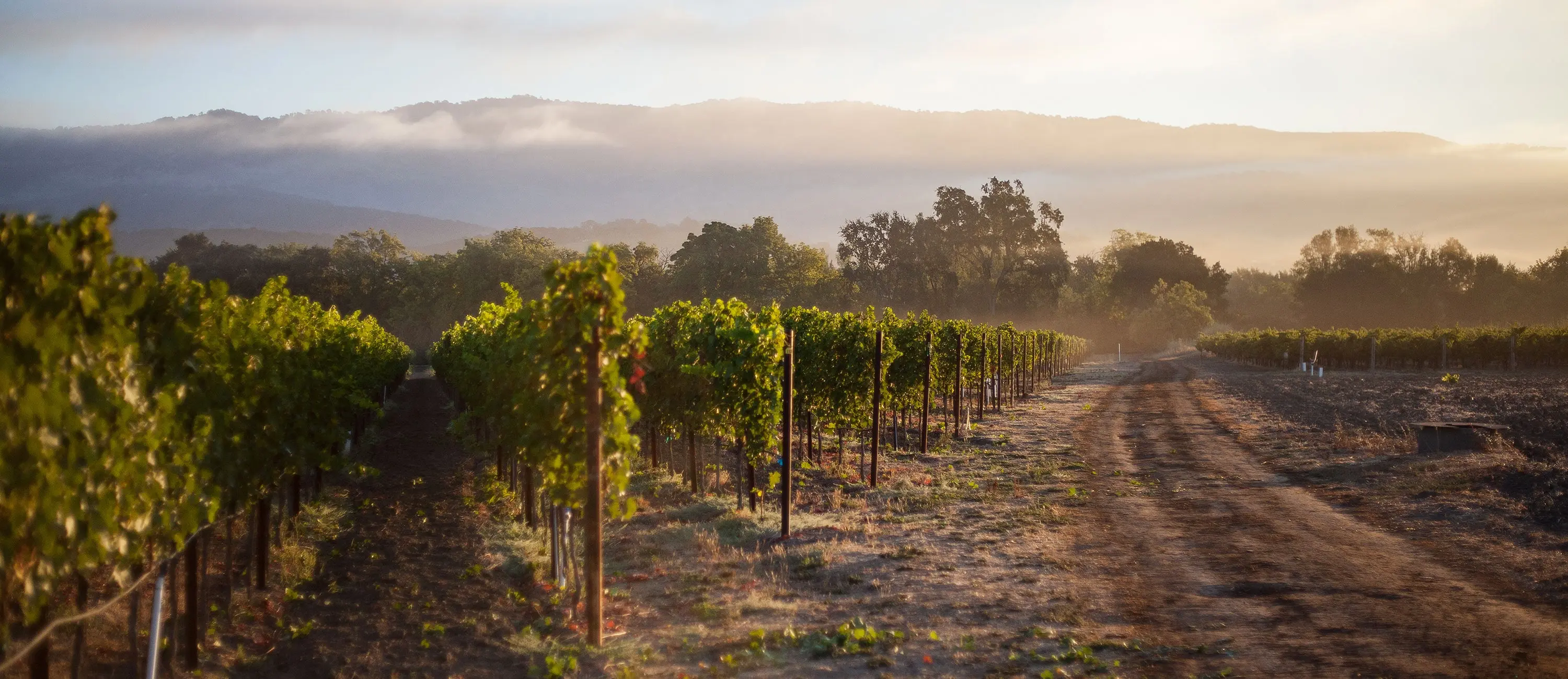 2024 Shinkan Chardonnay | Materra | Cunat Family Vineyards