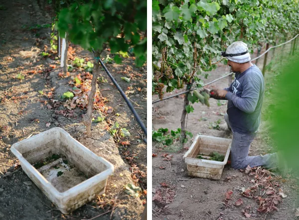 Harvest bins with collected grapes and worker tending vineyard vines