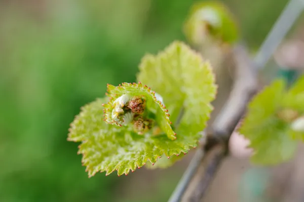 Young grapevine buds with wet textured leaves emerging in early spring