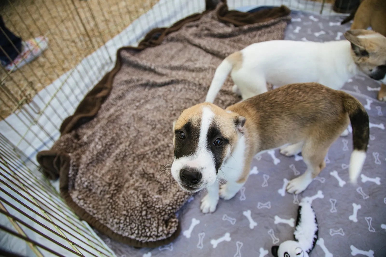 Tan and white dog in pen at adoption event