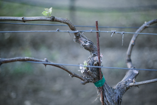 Budbreak at Cunat Family Vineyards