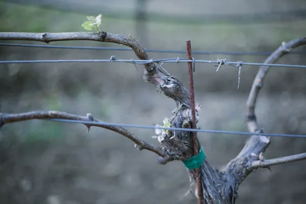 New budbreak shoots with fresh leaves on trained Cunat vineyard vines