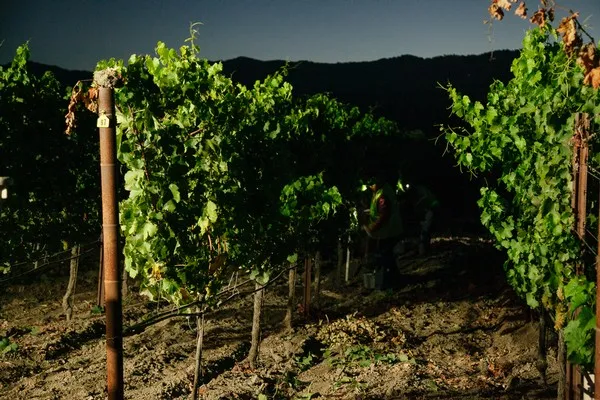 Vineyard rows with green vines on wooden trellises at dusk under mountains