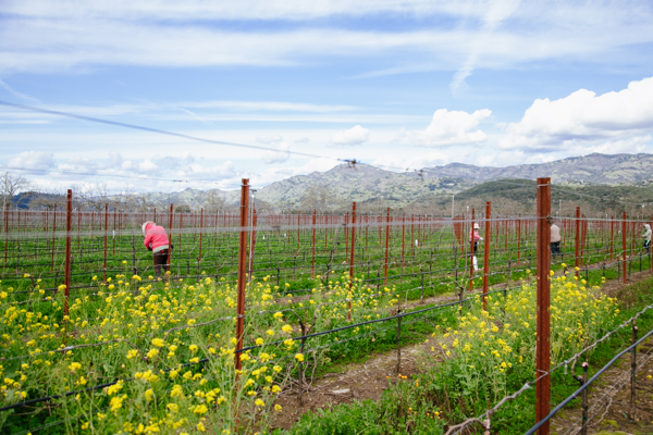 Mustard Flowers / Cover Crop / Canes