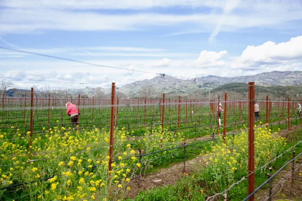 Woman in pink jacket among yellow mustard flowers covering vineyard rows